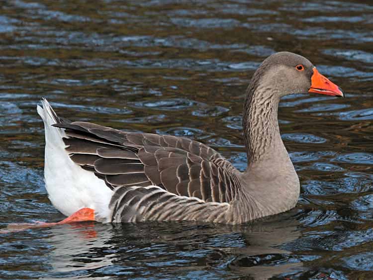 domestic Greylag Goose x Swan Goose hybrid